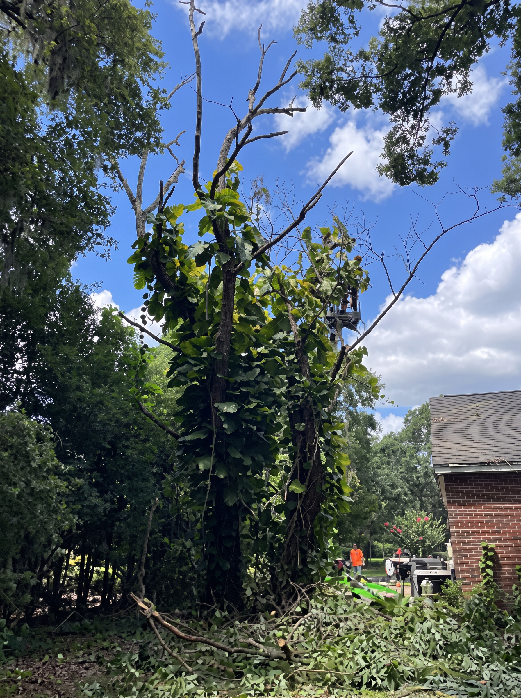 Tall trees being trimmed on a Tampa property