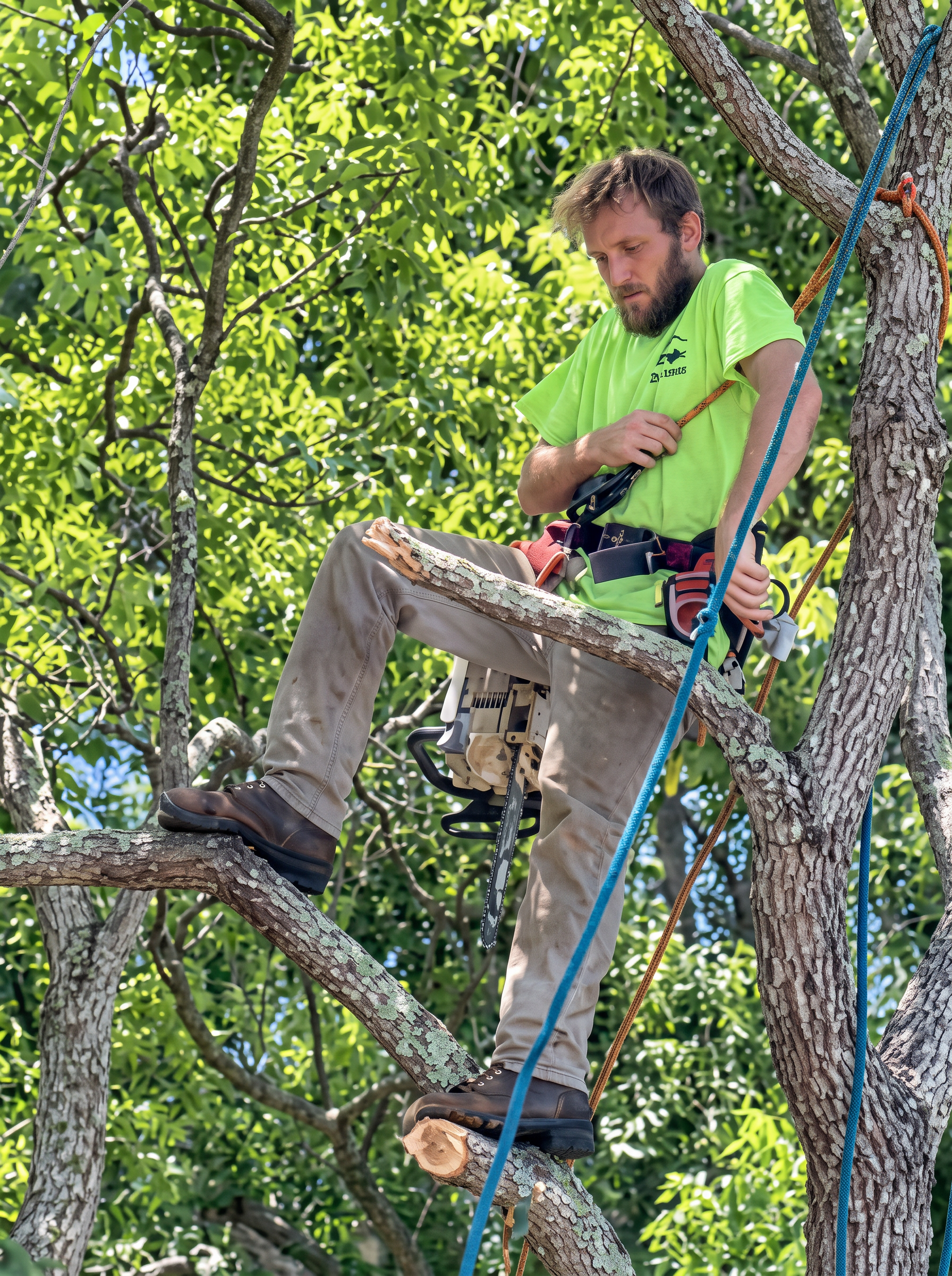 Climber trimming limbs high in an oak canopy