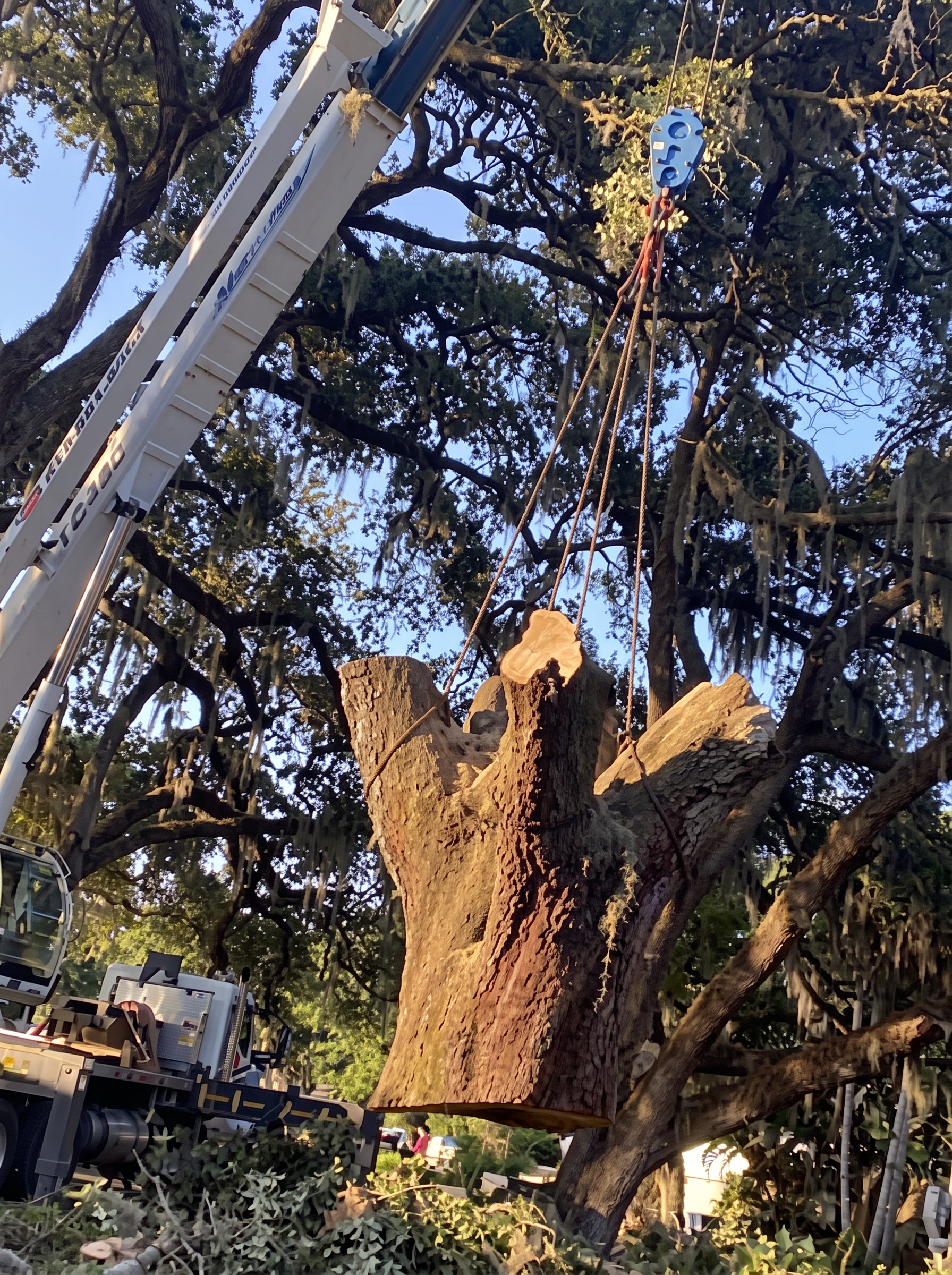 Crane boom working inside a large oak canopy