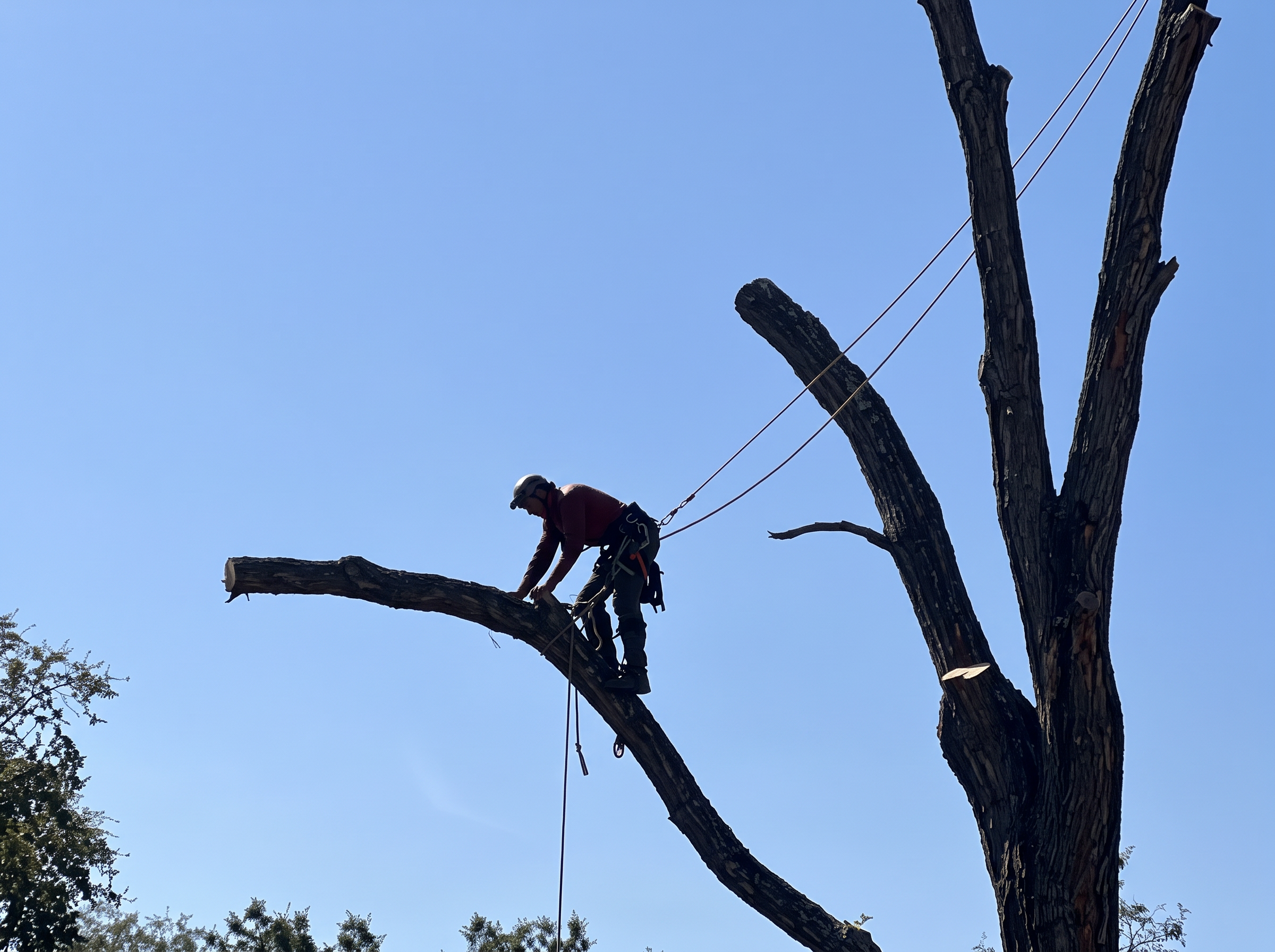 Climber working a dead tree against a clear sky
