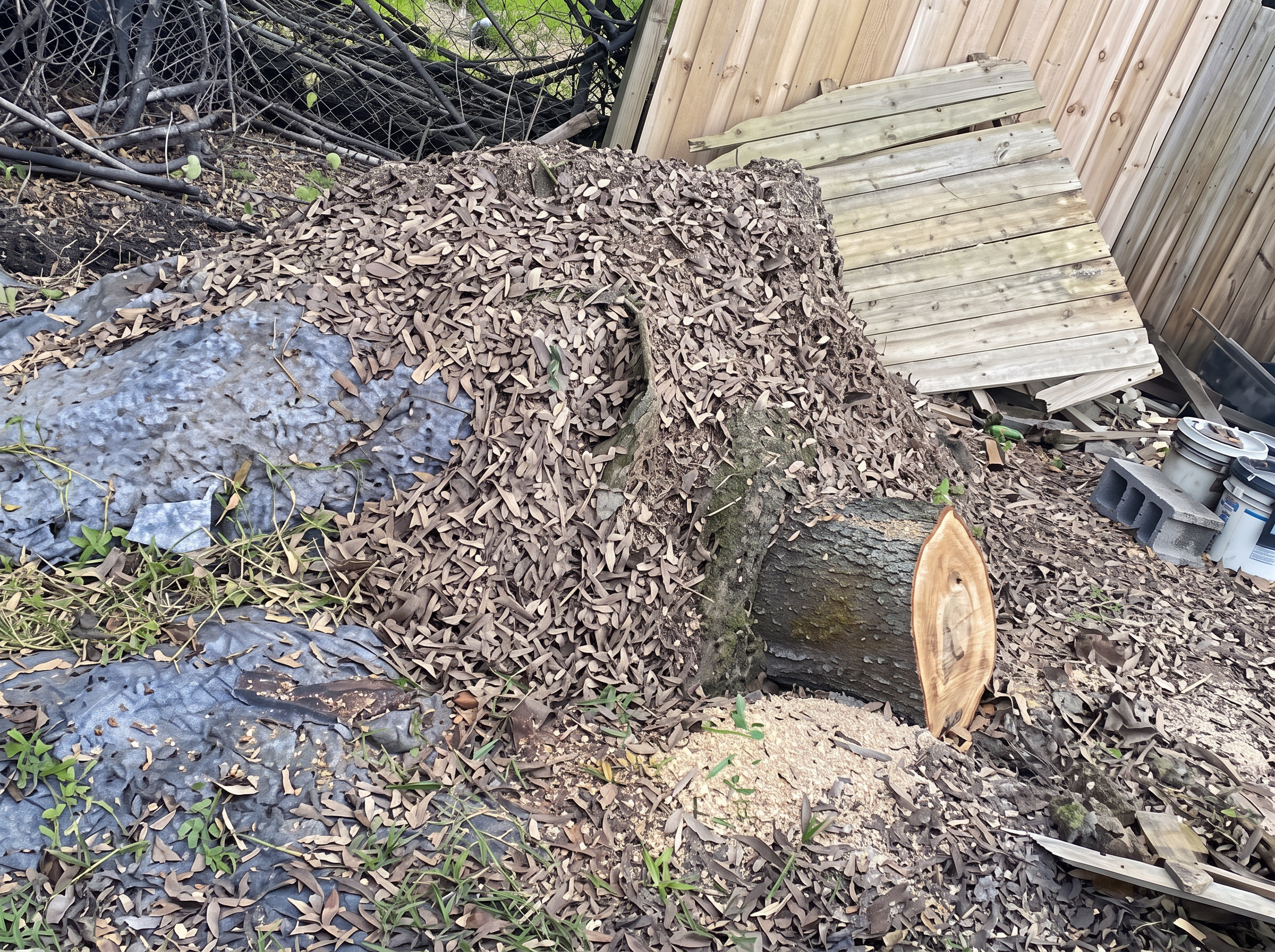 Large trunk cut into sections beside a fence