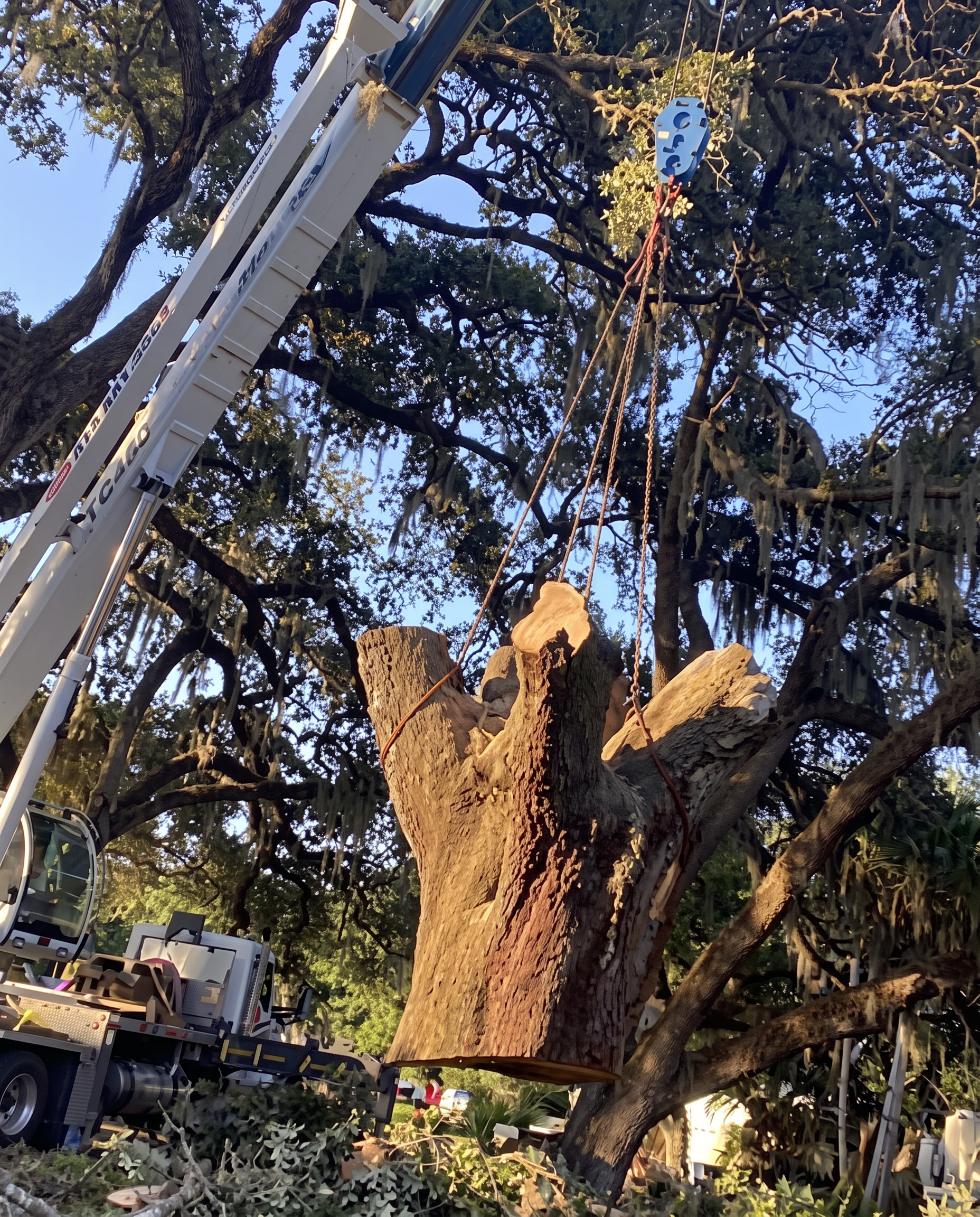 Crane lifting a section of a large oak on a Tampa property