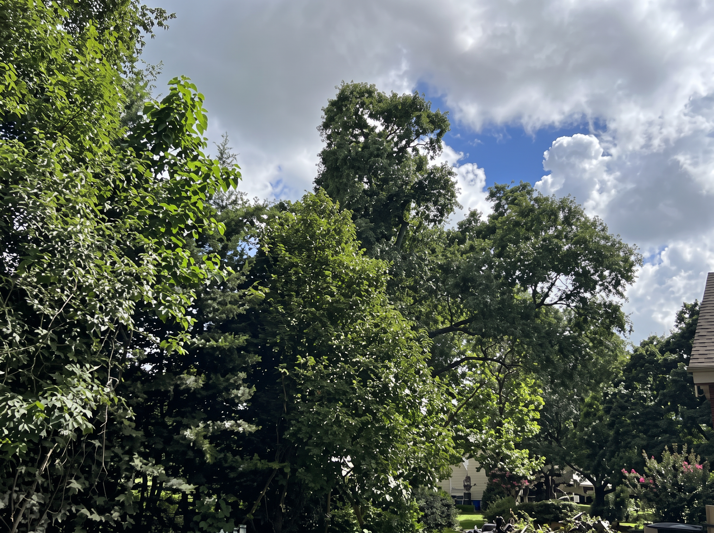 Cleared yard with remaining mature trees